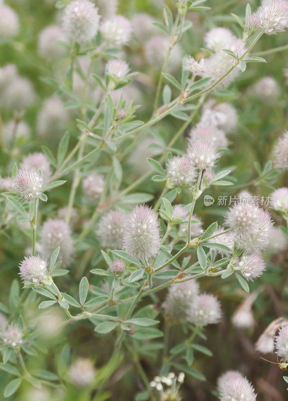 三叶草(Trifolium arvense)